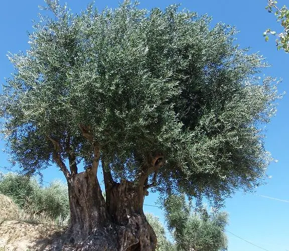 Amazona And شقة فندقية